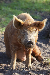 棕褐色猪坐在草地的泥土中享受阳光图片