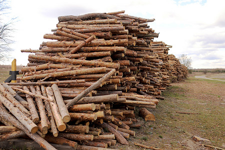 林木材伐工业破坏森林消失非法采伐有选择的焦点森林中有选择的焦点林木砍伐有选择的重点树木砍伐有选择的焦点生态的高清图片素材