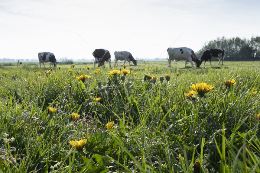 春天在草原上的黄花和奶牛图片