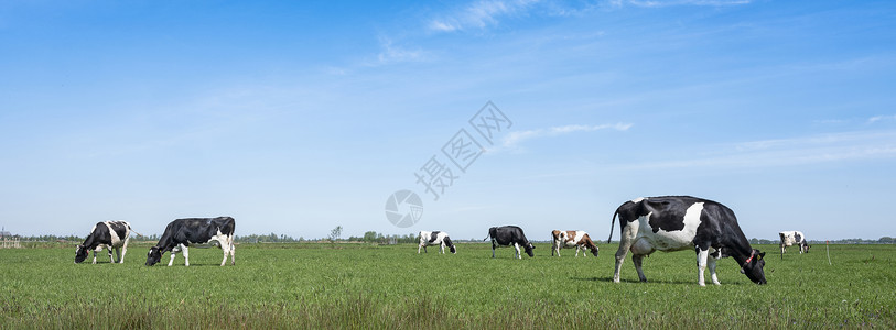 在绿草原上发现奶牛在蓝天下在内地图片