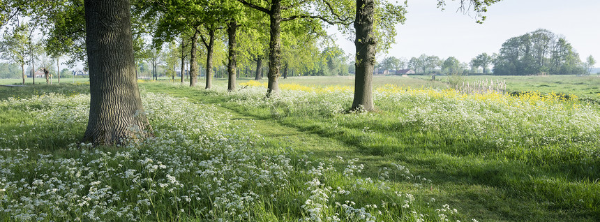 在内无地的乌特勒支附近带春花的城堡公园图片