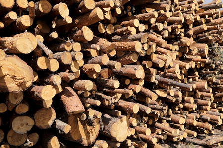 林木材伐工业破坏森林消失非法采伐有选择的焦点森林中有选择的焦点林木砍伐有选择的重点树木砍伐有选择的焦点资源高清图片素材