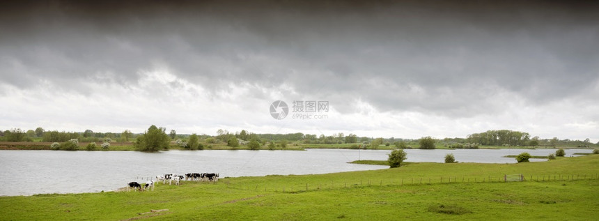 位于灰云下内河地带中部的杜特奇河景观中的年轻奶牛图片