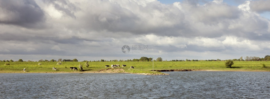位于灰云下内河地带中部的杜特奇河景观中的年轻奶牛图片