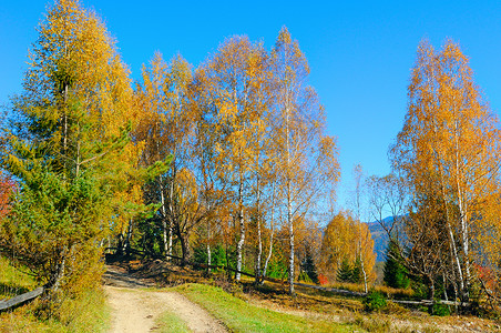 秋天风景和阳光下美丽的有色树户外和大自然图片