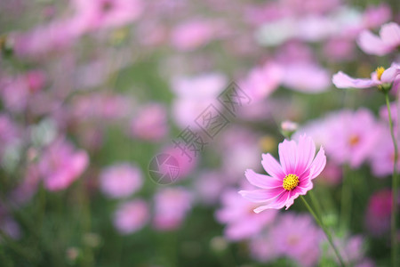 该字段的花朵宇宙字段粉红色的花朵紧的花底背景