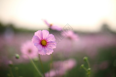 宇宙字段粉红色的花朵紧的花底背景图片