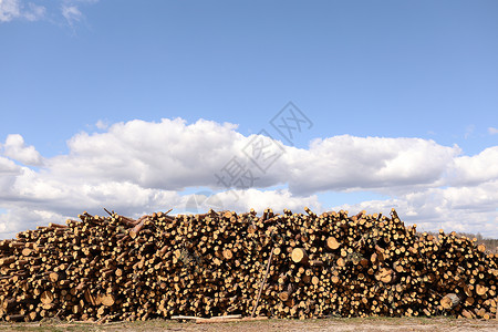 商业木材的侧面在明确砍伐森林之后的松树原木不加控制的毁林选择重点商业木材的侧面观点明确砍伐森林之后的松树原木选择重点晴朗的高清图片素材
