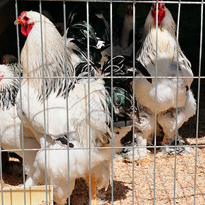 家禽养殖场鸡坐在露天笼子里吃混合饲料国家高清图片素材