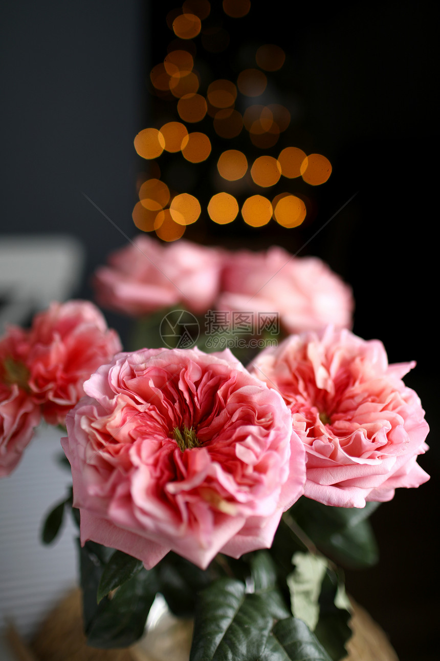深色背景的粉红新玫瑰美丽的彩色玫瑰紧贴的彩色玫瑰花岗婚礼或粉红色玫瑰的情人卡选择焦点粉红色玫瑰的鲜花红色婚礼或情人卡选择焦点图片