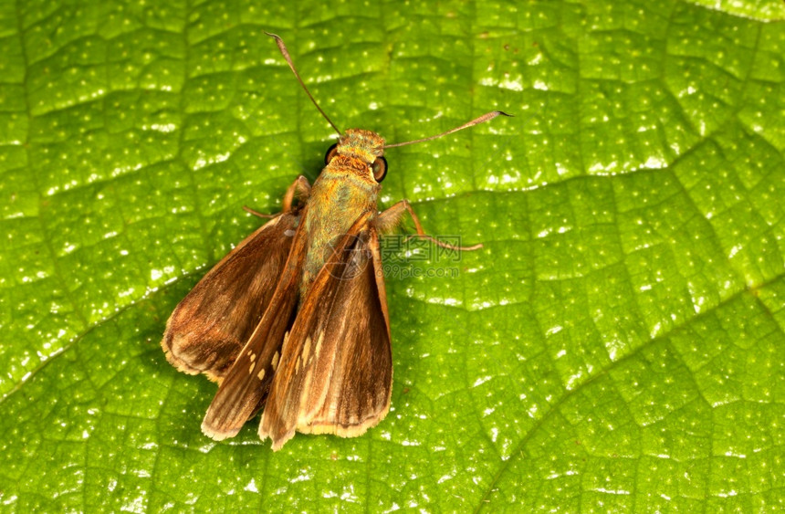 比凡的快速蝴蝶假比瓦尼加内什古迪卡纳塔因迪亚图片