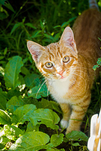 夏令营的可爱姜猫太阳高清图片素材
