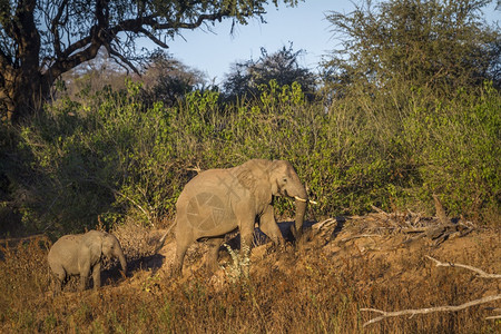 非洲灌木树大象非洲南部的Kruge公园非洲大象的家族图片