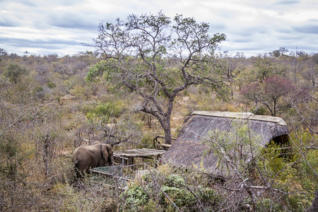 非洲灌木大象靠近非洲南部Kruge公园的草原房屋大象的非洲家庭图片