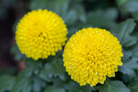 在阳光明媚的夏日或春花园里朵装饰黄色的花朵图片