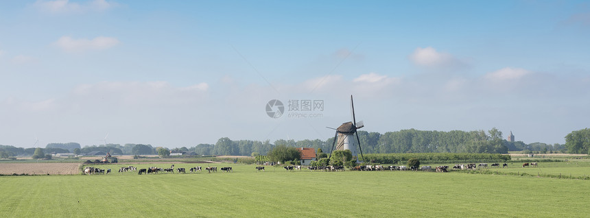 古老风车附近的奶牛在杜奇乡蓝天下的莱因登附近春天清晨在霍兰图片