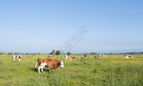 牛分割图棕白色奶牛远视图背景