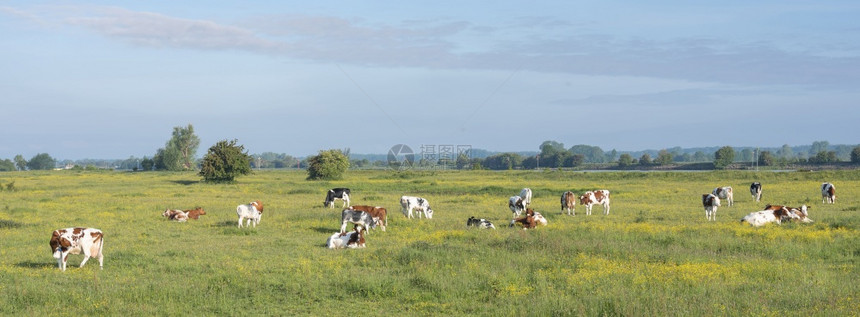 在草地上漫步的奶牛群图片