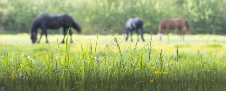 和黄绿草花在背景中以非焦点为的放牧马背景图片