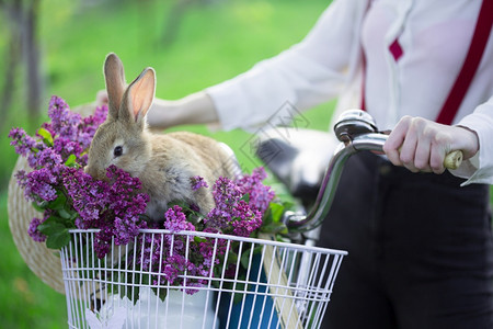可爱的小兔子在自行车篮子里图片