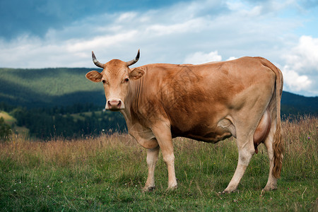山上的牛在牧草图片