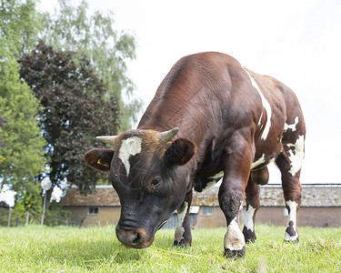 站在绿草地的公牛近视肖像高清图片