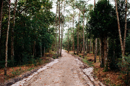 灵乌路空清晨PhuKradeng公园LoueiThalnd的松树林和空自然小路背景