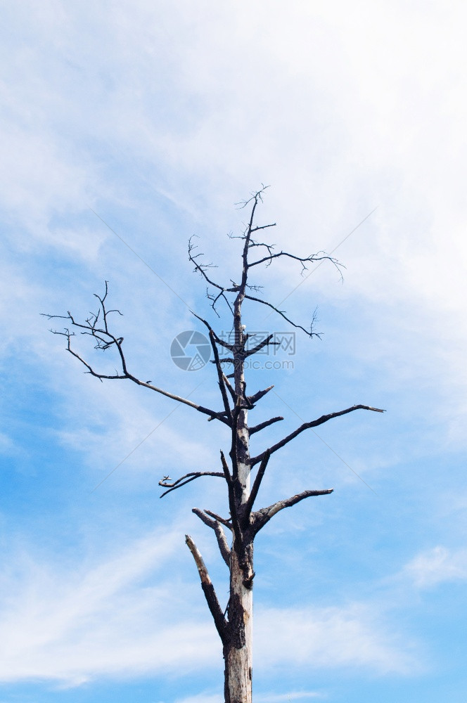 蓝天和对面的死树下午阳光有乌云在普阿克拉杜昂公园LoueiThalnd图片