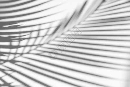 热带棕榈树叶在白色纹理背景上的自然阴影覆盖产品展示背景和模型夏季节概念的覆盖背景图片