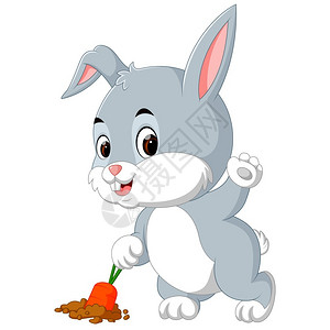 可爱的兔子收获胡萝卜图片