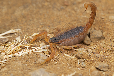 印度红蝎子热坦托塔罗南马哈拉施特印地安高清图片