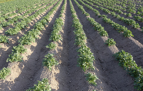 阳光下田野上长排土豆蔬菜植物背景图片