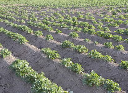 阳光下田野上长排土豆蔬菜植物背景图片