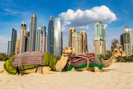 在夏日的dubai码头前的骆驼阿拉伯联合酋长国迪拜高清图片素材