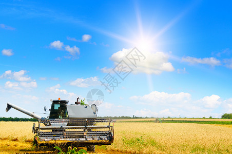 在阳光明媚的清晨在野外工作的采摘机农业概念图片