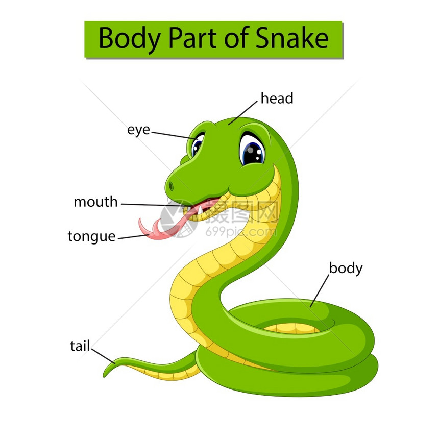 标记蛇类身体各部分的示意图图片