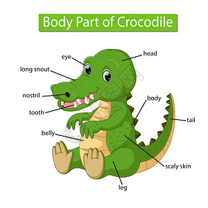 标记鳄鱼身体各部分的示意图背景图片