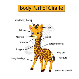 显示长颈鹿身体部分的图表高清图片