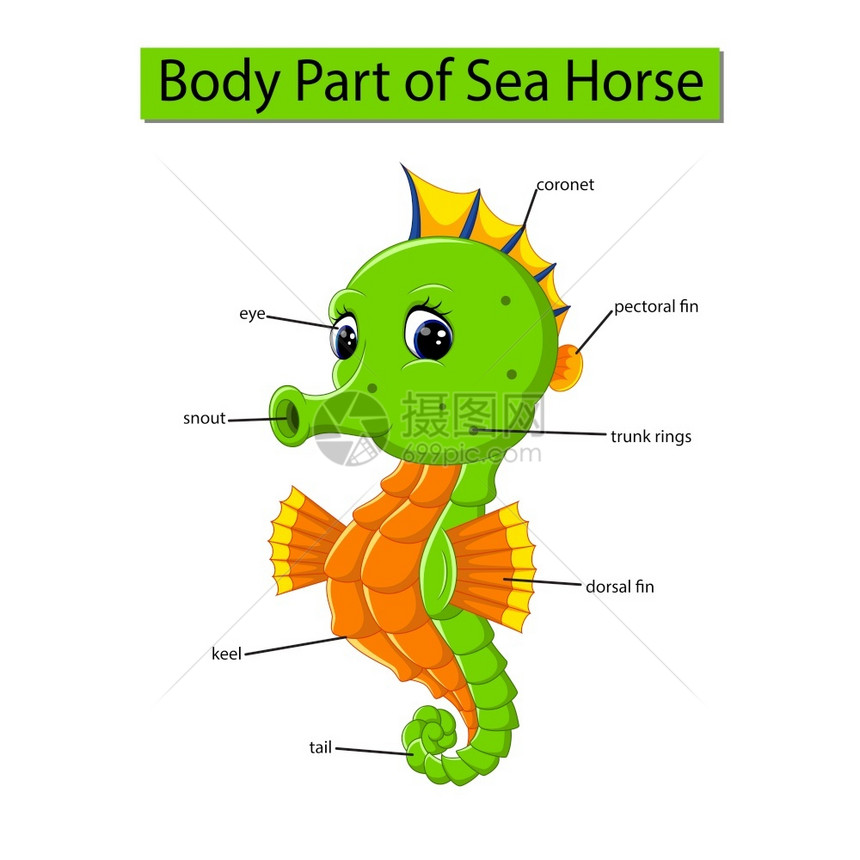显示海马部分身体的图表图片