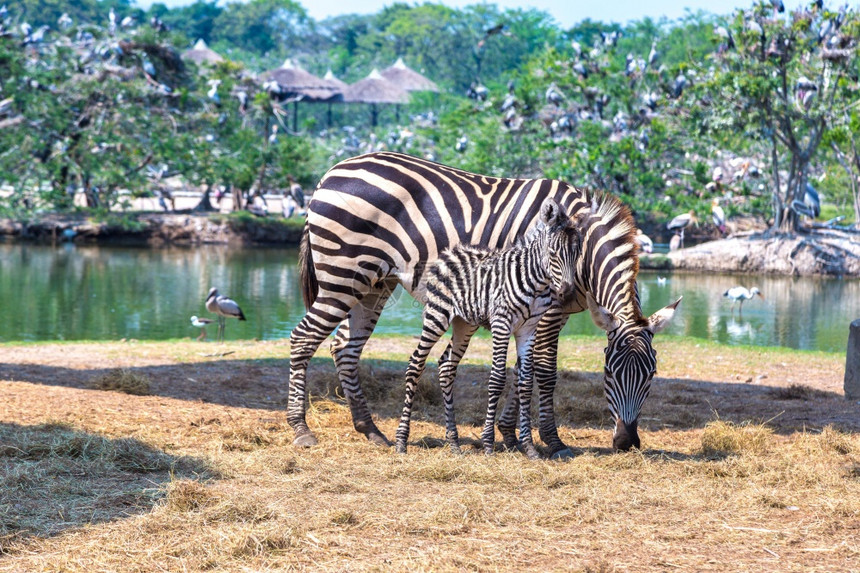 夏日在Bangko的野外世界动物园的斑马图片