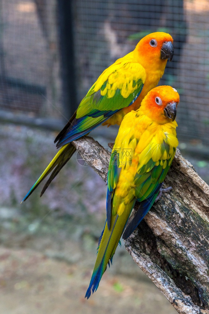 夏日在Bangko的狩猎世界动物园的多彩鹦鹉图片