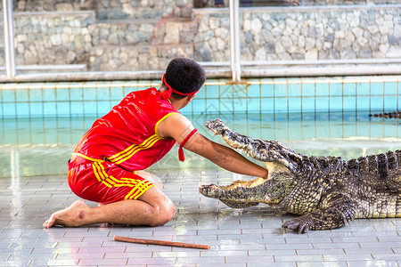 夏天在泰国的帕塔亚鳄鱼秀高清图片