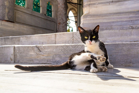 猫在伊斯坦堡火鸡在一个美丽的夏日可爱的高清图片素材