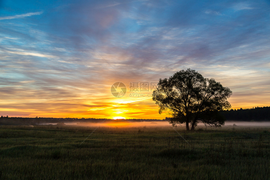 美丽的日出在绿色田野和夏天清晨的一棵树上图片