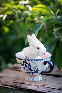 小岛上的兔子在花园的杯子上美丽小白兔背景