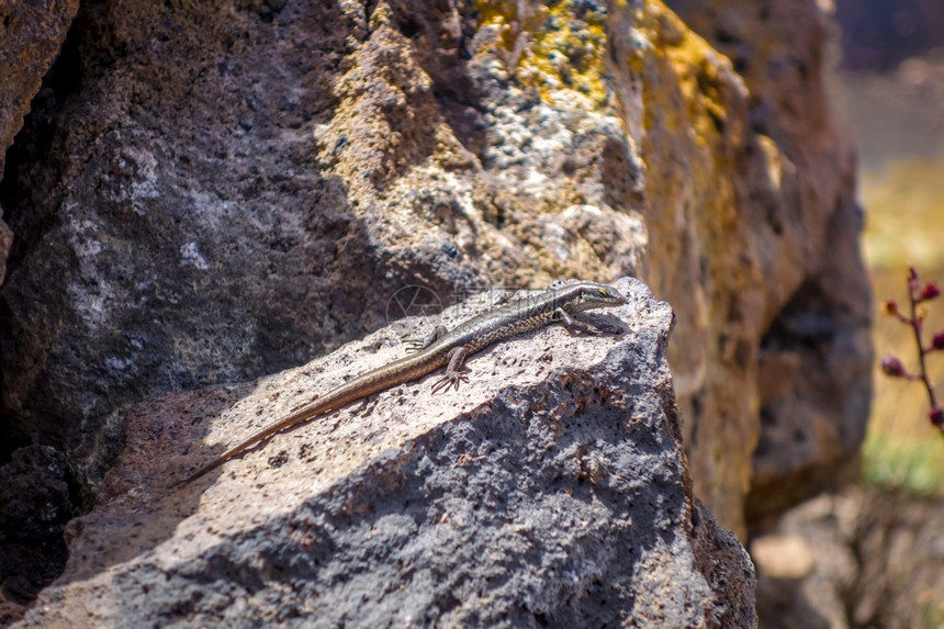 非洲佛得角皮科多福戈火山口的蜥蜴佛得角picodofogo火山口的蜥蜴图片