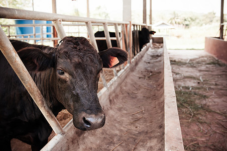 黑塔伊马牛在phuanskoh塔伊兰的牛养场高清图片