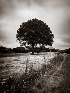 田野里的一棵树黑白摄影田野里的一棵树黑白照片图片