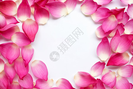 叶边边框素材由白色背景上的粉红莲花制作的框复空格背景