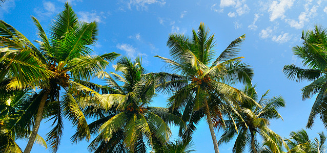 热带棕榈叶背景椰子棕榈树前景图片